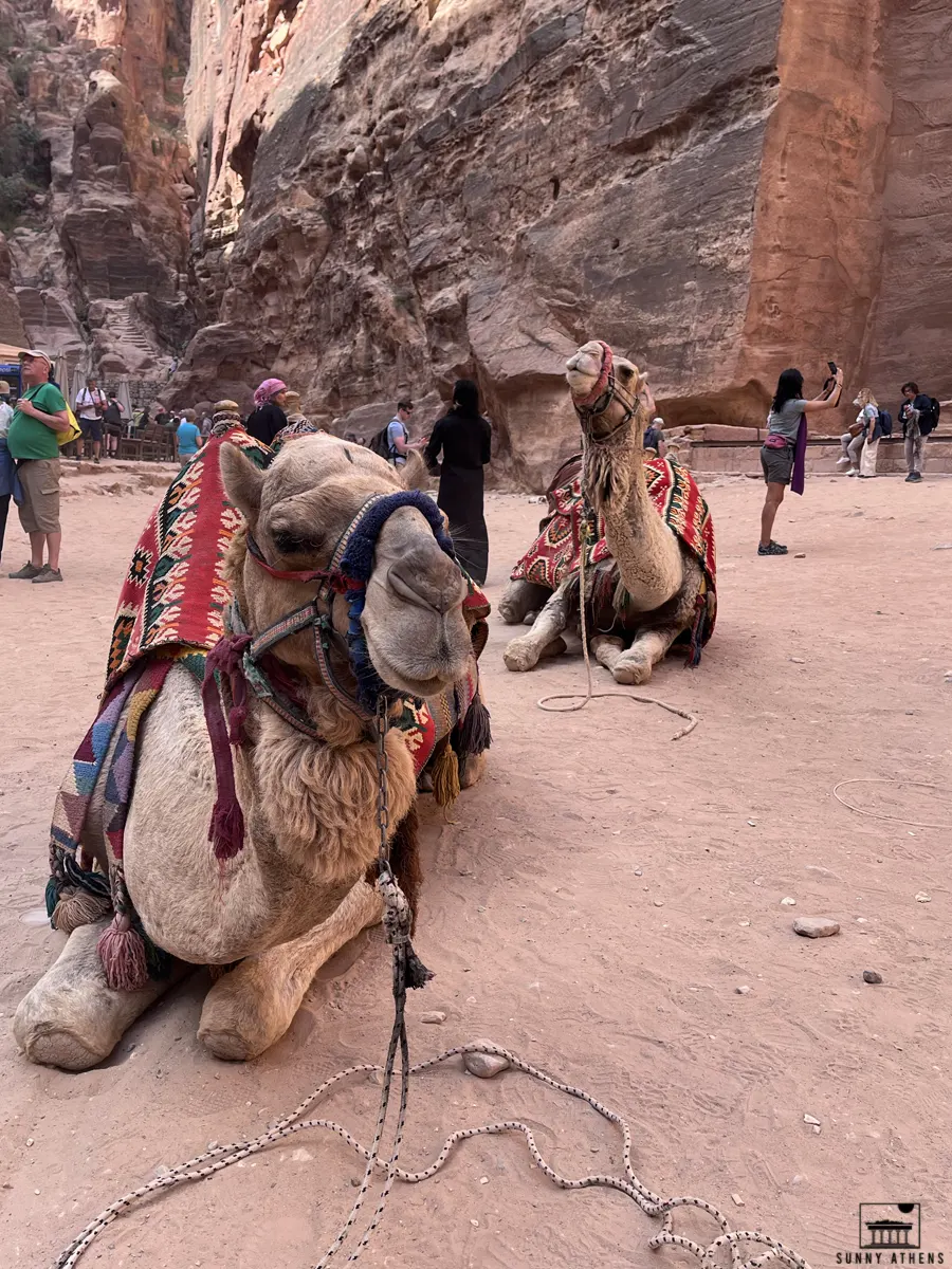 7 Days in Jordan Itinerary: Camels posing for a photo in Petra.