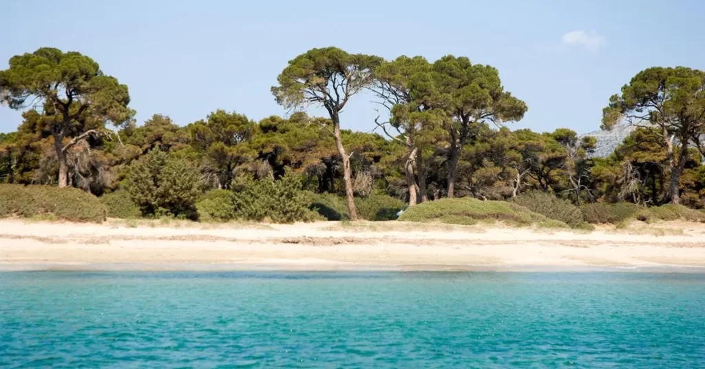 Crystal-clear waters border a sandy beach, leading to a dense grove of tall pine trees at Schinias Beach, next to Marathon.