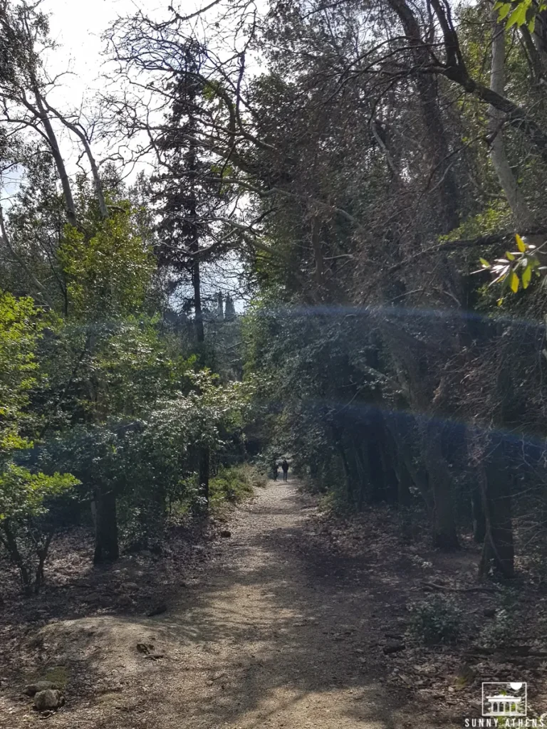 A shaded hiking trail through a dense green forest with sunlight filtering through the trees.