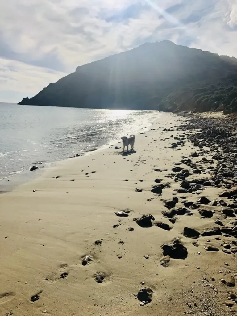 A dog walking at the small and isolated beach of Kalogeros in Paros Greece.