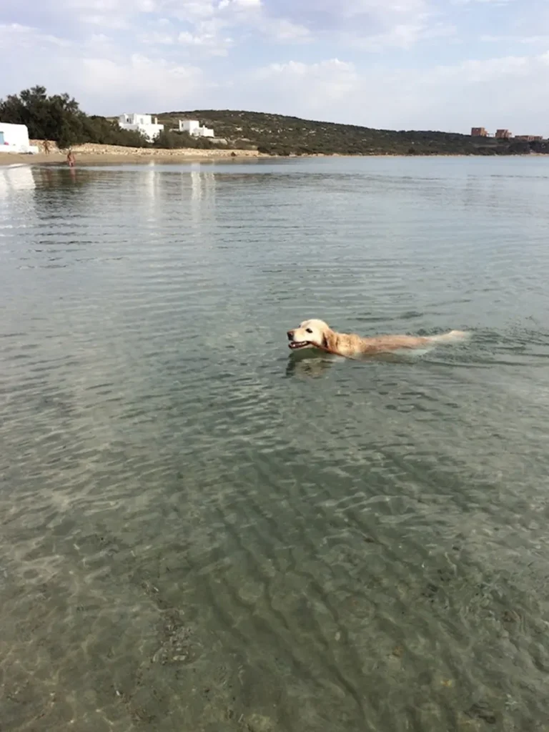 A golden retriever swimming in the alternative, gay friendly and nudist beach of Lageri in Paros, Greece.