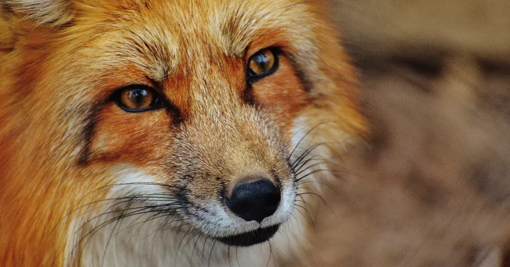 A close-up of a fox: consider a visit to the Athens Zoological Park for an off-the-beaten-path family itinerary.